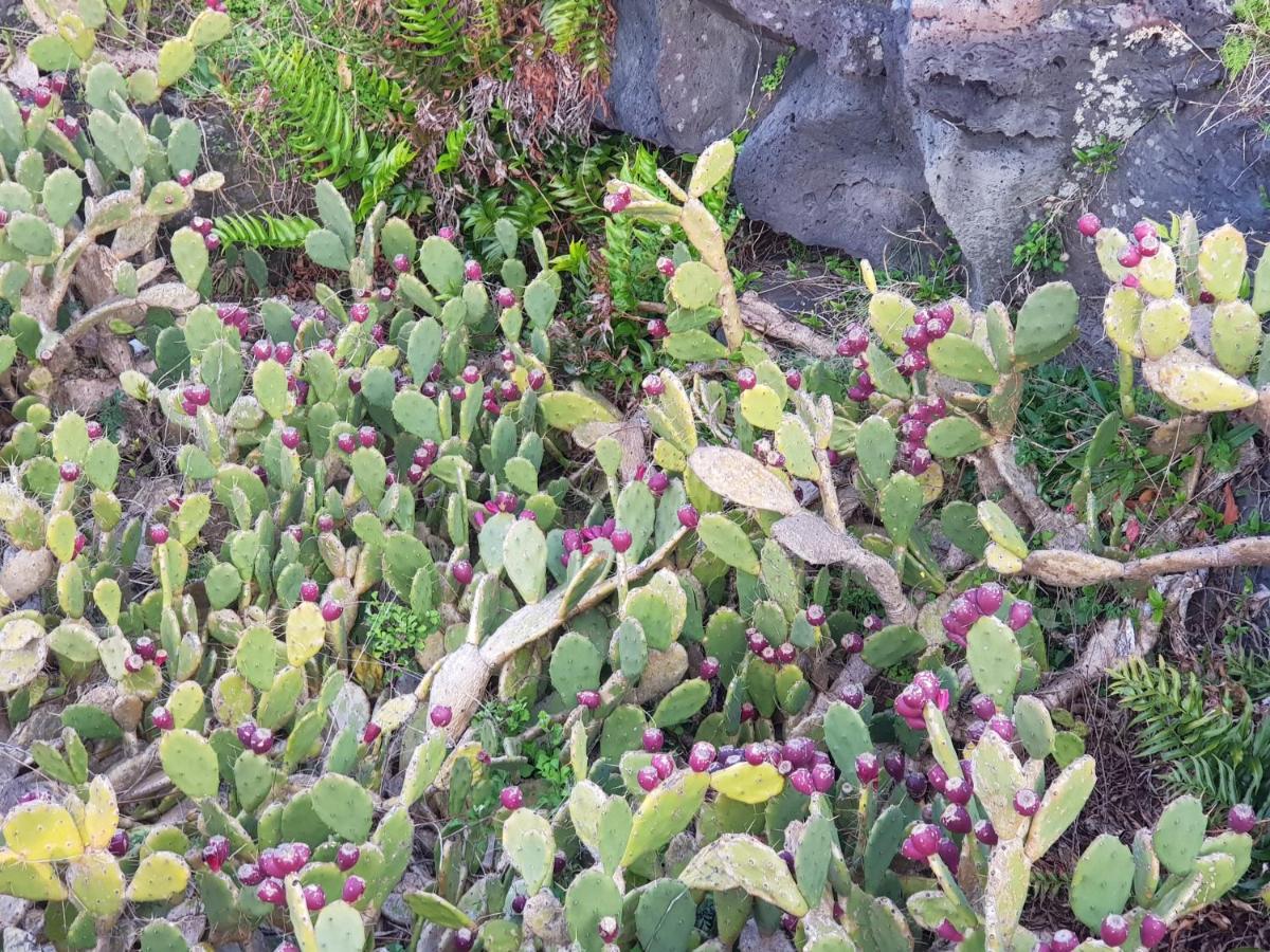 Jeju Again Olle Pension Екстериор снимка