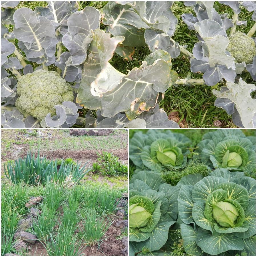 Jeju Again Olle Pension Екстериор снимка